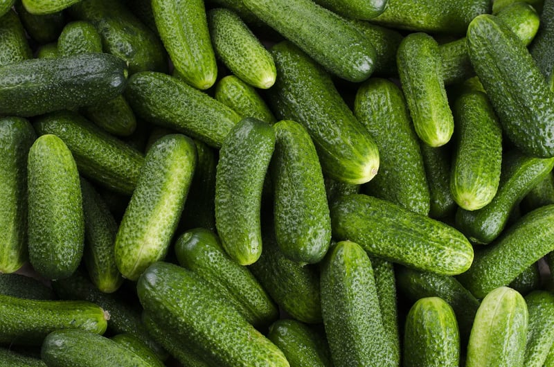 Cucumbers in a vertical garden