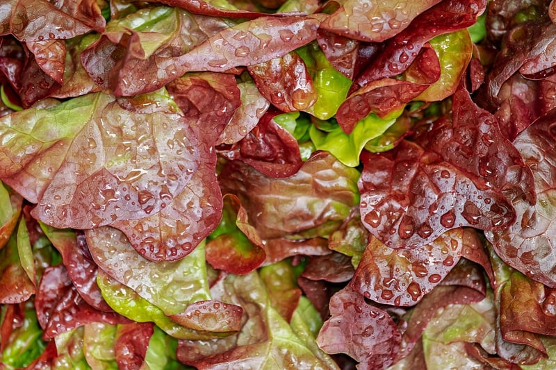 Lettuce in a vertical garden