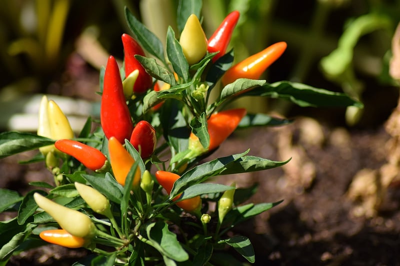 Peppers in a vertical garden
